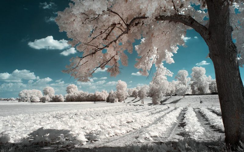 摄影技巧：红外摄影下的绿色变成了雪景--阿里百秀